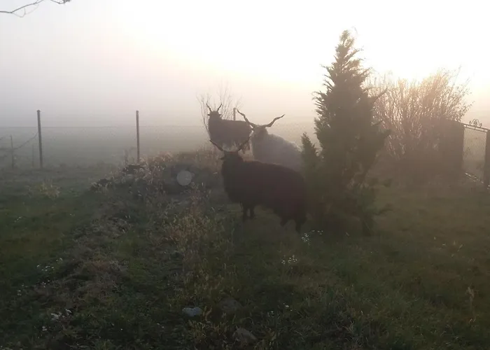 Nicolaj Vendeghaz Es Tanya Gæstehus Dég